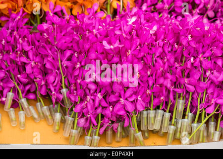 London, UK. 18. Mai 2014.  Phalaenopsis-Orchideen, die in der Anzeige von Nong Nooch Tropical Botanical Garden aus Thailand werden noch gearbeitet. Die Vorbereitungen sind im Gange für den Start von der Chelsea Flower Show 2014 nächste Woche. Foto: Nick Savage/Alamy Live-Nachrichten Stockfoto