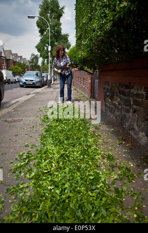 Frau trimmen Hecke mit einem schnurlosen elektrischen Heckenschere Stockfoto