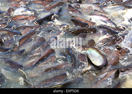 Irisierende Hai Fisch oder Sawai Fische im Fluss von Thailand Stockfoto