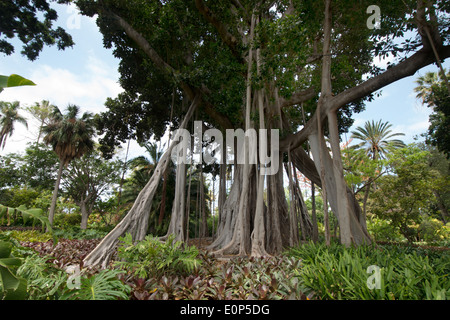 Ficus Macrophylla, botanische Gärten, Puerto De La Cruz, Teneriffa Insel, Kanaren, Spanien, Europa Stockfoto