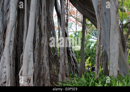 Ficus Macrophylla, botanische Gärten, Puerto De La Cruz, Teneriffa Insel, Kanaren, Spanien, Europa Stockfoto