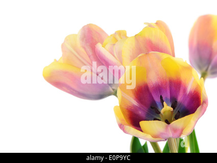 Gelbe und violette Tulpen isoliert auf weiss mit Platz für text Stockfoto