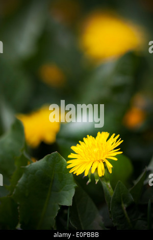 Gelbe Löwenzahn Blume zwischen dunkelgrünen Blätter Stockfoto