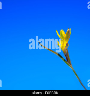 Gagea Lutea (gelber Stern von Bethlehem) die ersten wilden Frühlingsblumen auf blauen Himmel Stockfoto