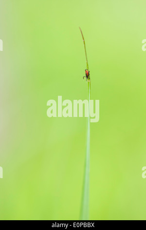 Makro-Bild von einem kleinen roten Reiter Insekt auf einem grünen Blatt Stockfoto