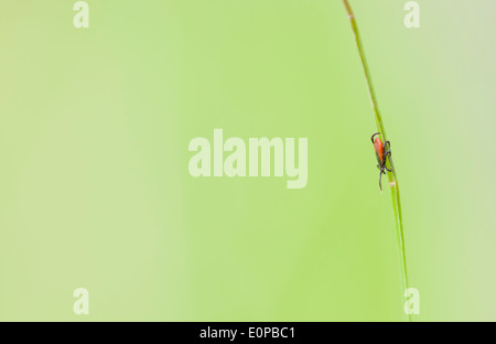 Makro-Bild von einem kleinen roten Reiter Insekt auf einem grünen Blatt Stockfoto