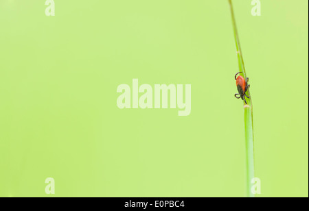Makro-Bild von einem kleinen roten Reiter Insekt auf einem grünen Blatt Stockfoto