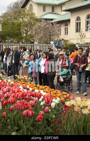 Die Menschen genießen die schönen Frühlingsfarben im Brooklyn Botanic Garden in Brooklyn, New York. Stockfoto