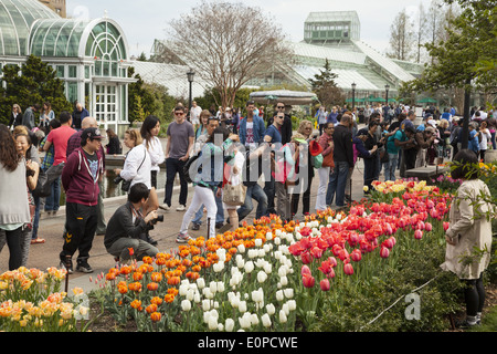 Die Menschen genießen die schönen Frühlingsfarben im Brooklyn Botanic Garden in Brooklyn, New York. Stockfoto