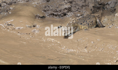 Ein amerikanisches Krokodil (Crocodylus Acutus) am schlammigen Ufer des Flusses Tempisque Nationalpark Palo Verde, Costa Rica. Stockfoto