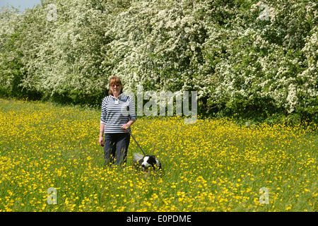 Buttercup Meadow und Hawthorn Blüte mit Frau und Border Collie Hund in Ranunkeln Uk Stockfoto
