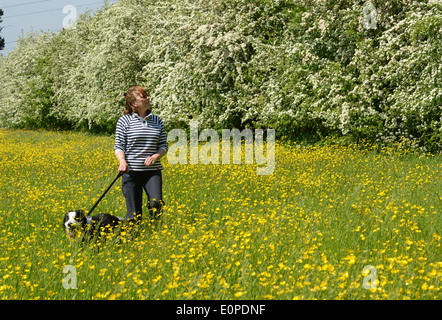 Buttercup Meadow und Hawthorn Blüte mit Frau und Border Collie Hund in Ranunkeln Uk Stockfoto