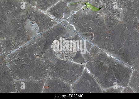 Nahaufnahme eines Ammoniten-Fossils im Gestein von Kimmeridge Bay, Dorset, England, Großbritannien Stockfoto