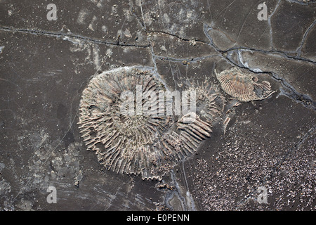 Nahaufnahme eines Ammoniten-Fossils im Gestein von Kimmeridge Bay, Dorset, England, Großbritannien Stockfoto