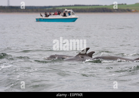 Tümmler (Tursiops Truncatus) und einem Delphin watching Boot, Moray Firth, Scotland, UK Stockfoto