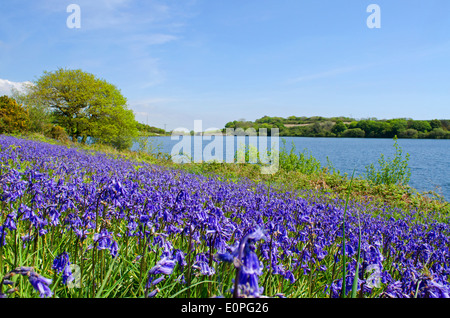 Argal See in der Nähe von Penryn, Cornwall, UK Stockfoto