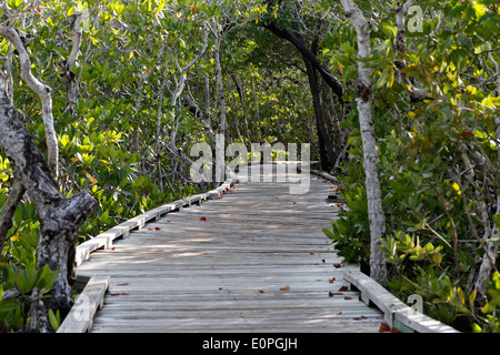 Holzsteg führt durch dichten grünen Wald von Mangroven in den Florida Keys, Florida, USA. Stockfoto