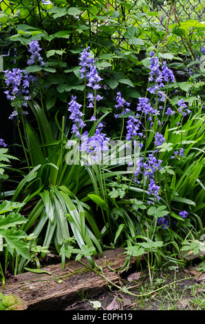 Glockenblumen wachsen wild in der Nähe von Kleingärten in Warriston, Edinburgh, Schottland, Großbritannien. Stockfoto