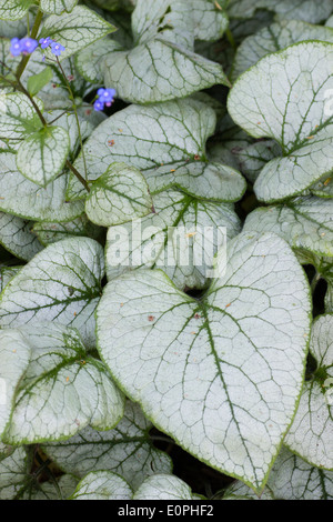 Silber Laub der Brunnera Macrophylla 'Looking Glass' Stockfoto