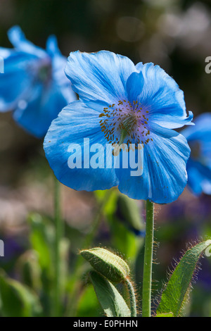 Einzelne Hintergrundbeleuchtung Blume der fruchtbaren blue Group Himalaya-Mohn Meconopsis 'Lingholm' Stockfoto