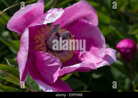 Blume der Spezies Pfingstrose, Paeonia mascula Stockfoto