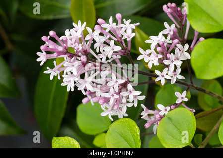 Duftende Blumen von den Zwerg Flieder, Syringa Meyeri 'Palibin' Stockfoto