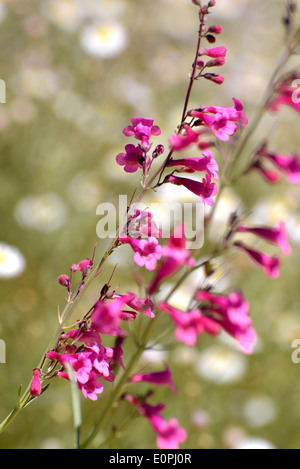 Wildblumen wachsen entlang der Wüste Loop Trail auf das Arizona-Sonora Desert Museum, Tucson, Arizona, USA. Stockfoto