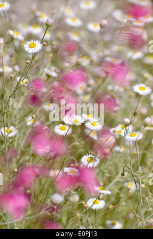 Wildblumen wachsen entlang der Wüste Loop Trail auf das Arizona-Sonora Desert Museum, Tucson, Arizona, USA. Stockfoto