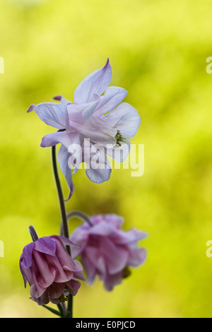 Aquilegias in einem englischen Cottage-Garten. Stockfoto