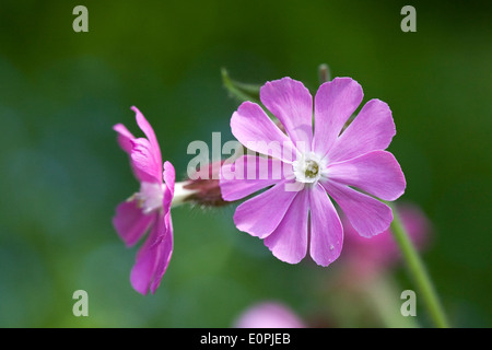 Silene Dioica. Red Campion wächst auf einer Wiese. Stockfoto