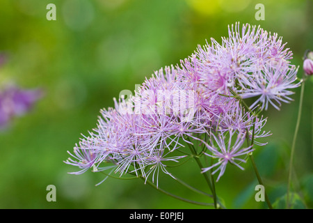 Thalictrum Aquilegifolium. Größere Wiese Rue wächst in einem englischen Cottage-Garten. Stockfoto