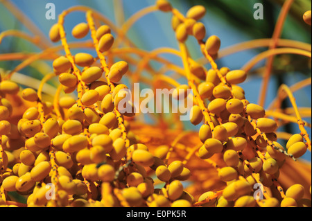 Dattelpalme in der Nähe von Mallorca Stockfoto