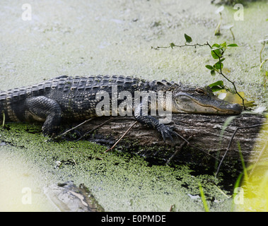 Amerikanischer Alligator ruht auf einem Baumstamm Stockfoto