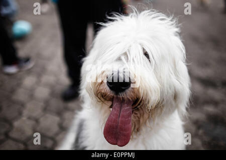 Bogota, Kolumbien. 18. Mai 2014. Ein Hund nimmt Teil an der "Pet Run" Rennen in Bogota, der Hauptstadt Kolumbiens, am 18. Mai 2014. Bildnachweis: Jhon Paz/Xinhua/Alamy Live-Nachrichten Stockfoto