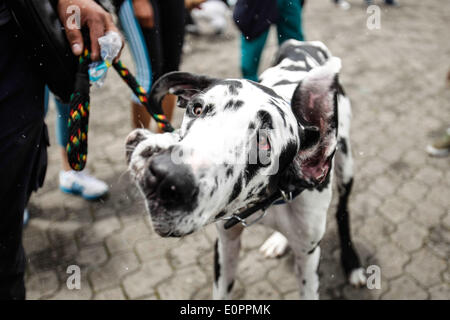 Bogota, Kolumbien. 18. Mai 2014. Ein Hund nimmt Teil an der "Pet Run" Rennen in Bogota, der Hauptstadt Kolumbiens, am 18. Mai 2014. Bildnachweis: Jhon Paz/Xinhua/Alamy Live-Nachrichten Stockfoto