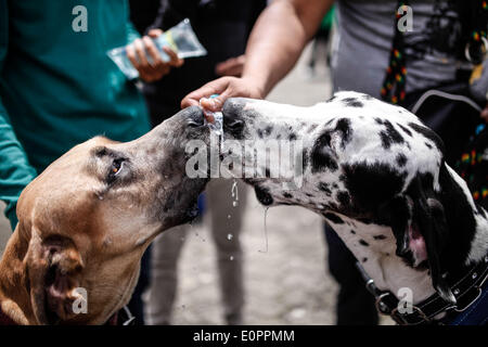 Bogota, Kolumbien. 18. Mai 2014. Hunde nehmen Teil in das "Pet Run" Rennen in Bogota, der Hauptstadt Kolumbiens, am 18. Mai 2014. Bildnachweis: Jhon Paz/Xinhua/Alamy Live-Nachrichten Stockfoto