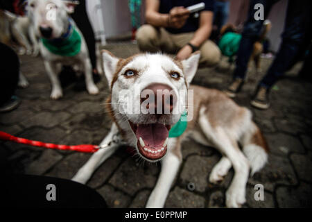 Bogota, Kolumbien. 18. Mai 2014. Ein Hund nimmt Teil an der "Pet Run" Rennen in Bogota, der Hauptstadt Kolumbiens, am 18. Mai 2014. Bildnachweis: Jhon Paz/Xinhua/Alamy Live-Nachrichten Stockfoto