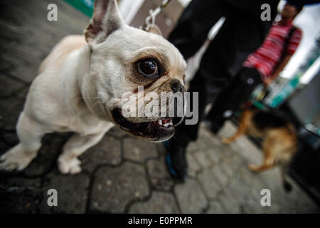 Bogota, Kolumbien. 18. Mai 2014. Ein Hund nimmt Teil an der "Pet Run" Rennen in Bogota, der Hauptstadt Kolumbiens, am 18. Mai 2014. Bildnachweis: Jhon Paz/Xinhua/Alamy Live-Nachrichten Stockfoto