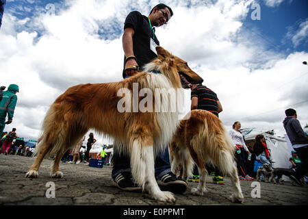 Bogota, Kolumbien. 18. Mai 2014. Ein Hund nimmt Teil an der "Pet Run" Rennen in Bogota, der Hauptstadt Kolumbiens, am 18. Mai 2014. Bildnachweis: Jhon Paz/Xinhua/Alamy Live-Nachrichten Stockfoto