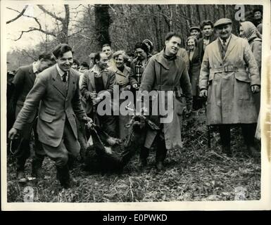 3. März 1957 - treffen Of The Devon und Somerset Hirsch Hounds: The Devon und Somerset Hirsch Hunde trafen sich gestern in der Somerset Dorf von Bury. Frau Cecily Norman, des Ortsverbandes Ilfracombe die Royal Society for Prevention of Cruelty to Animals - nahm ein Plakat zu dem Treffen mit der Aufschrift '' Ilfracombe Forderungen verbieten diese Grausamkeit ''. Foto zeigt glücklichen Ausdruck auf den Gesichtern der Mitglieder der Jagd, da sie den Hirsch - am Ende der Jagd tragen. In seiner verzweifelten Versuch, das Tier zu entkommen stürzte in den Fluss Barle, in der Nähe von Dulverton. Dort wurde es erschossen, als es die unerbittliche Jagdhunde konfrontiert. Stockfoto