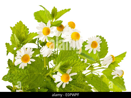 Kamille und Melisse isoliert auf weiss Stockfoto