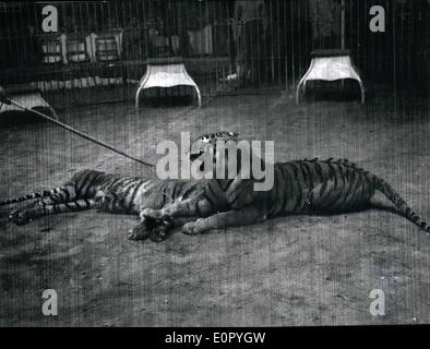 5. Mai 1957 - Eifersucht im Tiger-Käfig. Während der Aufführung von der italienischen Circus Togni in München fand eine schreckliche Tat der Eifersucht. Die vier-jährige Tiger '' Bombay'' gemacht an die Tigerin '' Dali'', die leider bereits auf den Tiger '' Gange'' beschäftigt war. '' Gange'' getötet sein Rivale '' Bombay'' durch seine Kehle aufreißen. OPS:-der Sieger und Verlierer. Stockfoto