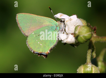 Grüner Zipfelfalter (Callophrys Rubi) Schmetterling Fütterung auf eine Blackberry-Blume Stockfoto