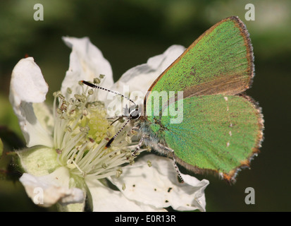 Grüner Zipfelfalter (Callophrys Rubi) Schmetterling Fütterung auf eine Blackberry-Blume Stockfoto