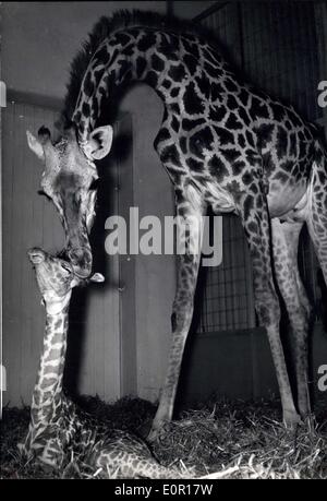 Sept. 10, 1957 - Giraffen-Nachwuchs: im Zoo Frankfurt. Als die Massai-Giraffen-Baby Habibo (Habibo) in diese Welt kamen gestern (9. September 1957) 10,18 Stunden sein Gewicht 75 lbs und seine Höhe 6 Fuß war. Kurz danach es präsentierte sich mit seiner Mutter Lotte stolz dem Fotografen. Stockfoto