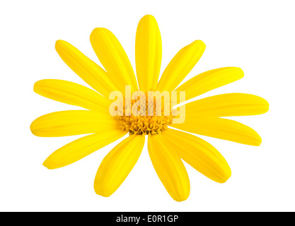 Gelbes Gänseblümchen Blume isoliert auf weißem Hintergrund Stockfoto