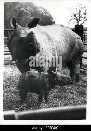 5. November 1957 - hat 11.05.57 Whipsnade Großbritanniens erste Baby Nashorn. Ein Baby Nashorn, das erste in Großbritannien geboren wurde im Whipsnade Zoo geboren. Eltern des Kindes sind Panzernashörner, Mohini, Mutter und Mohan, der Vater. Die Baby-Nashorn ist erst die zweite in Europa in Gefangenschaft geboren werden. Keystone-Foto zeigt: Mohini, die Mutter mit ihrem 18-Zoll hohen Baby Nashorn im Whipsnade Zoo heute gesehen. Stockfoto