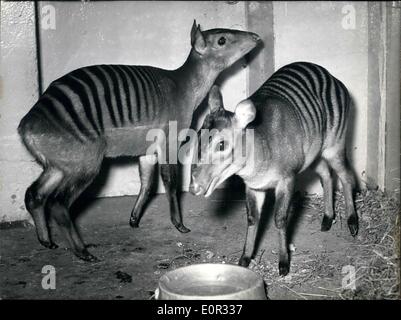 1. Januar 1958 - Zebra-Antilopen im Frankfurter Zoo: als einzige der Welt der Frankfurter Zoo hat zwei Zebra Antilopen. Diese auffallend gestreifte Tiere leben in der dichtesten unberührten Wald Liberias. Bis jetzt war es nicht möglich, diese Tiere zu fotografieren. Der deutsche Tiere Jäger Luhrig hat drei junge Zebra Antilopen gefangen und mit der Flasche zu pflegen. Zwei von ihnen Leben noch und konnte nach Frankfurt gebracht werden. Stockfoto