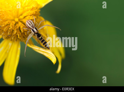 Krabbenspinne Jagd eine Wespe auf eine gelbe Blume. Stockfoto