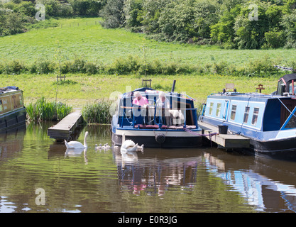 Familie von Schwänen und cygnets Paar vorbei auf schmalen Boot Leeds und Liverpool canal Barnoldswick, Lancashire, Großbritannien Stockfoto